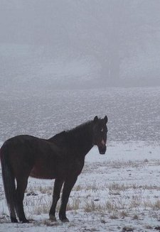 Traumatherapie für Tiere